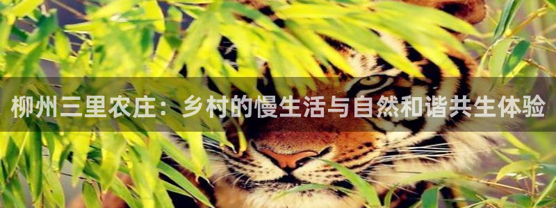 手机上怎么下载天辰娱乐